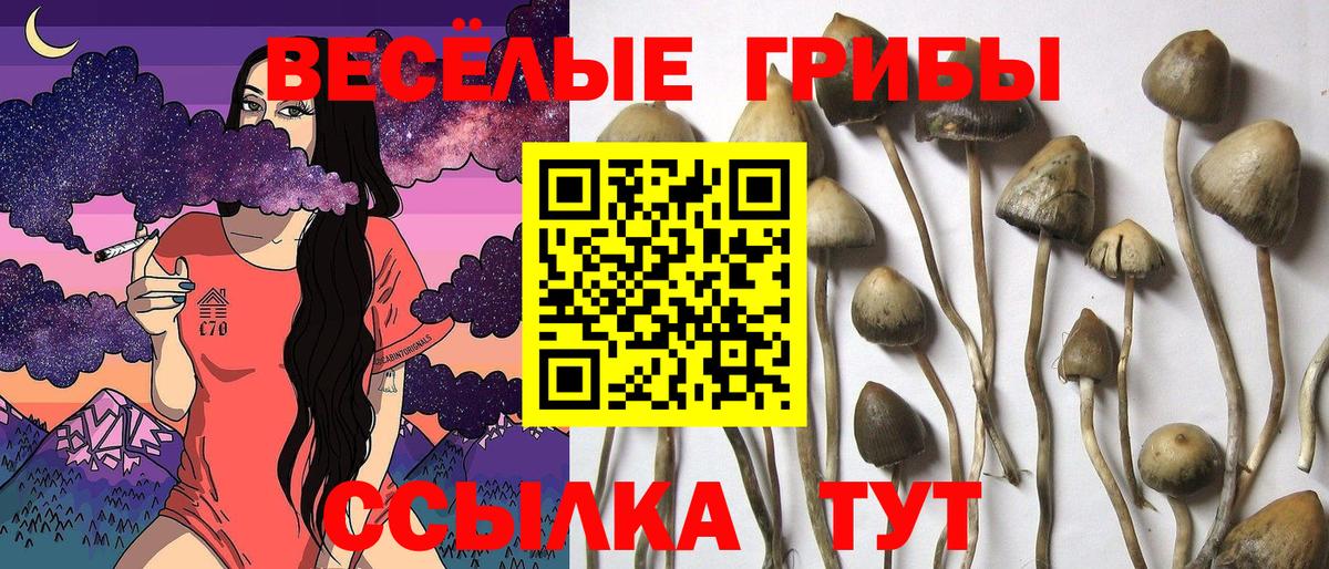 Псилоцибиновые грибы ЛСД  Вход с VPN  Балтийск  Псилоцибиновые грибы GOLDEN TEACHER 