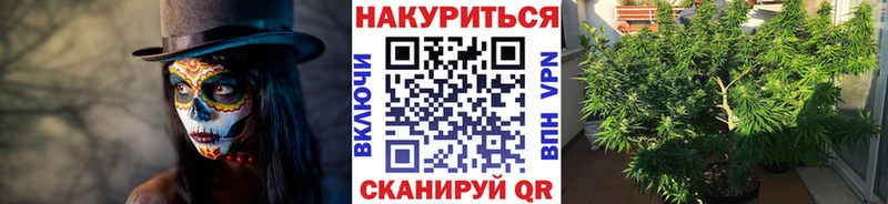 МАРИХУАНА сатива Балтийск